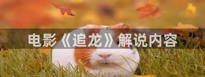 高岭家的二枝花动漫在线观看星辰影视